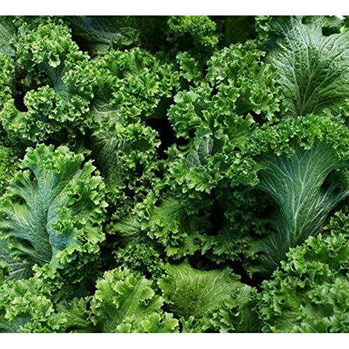 Unbranded Southern Giant Curled Mustard Greens