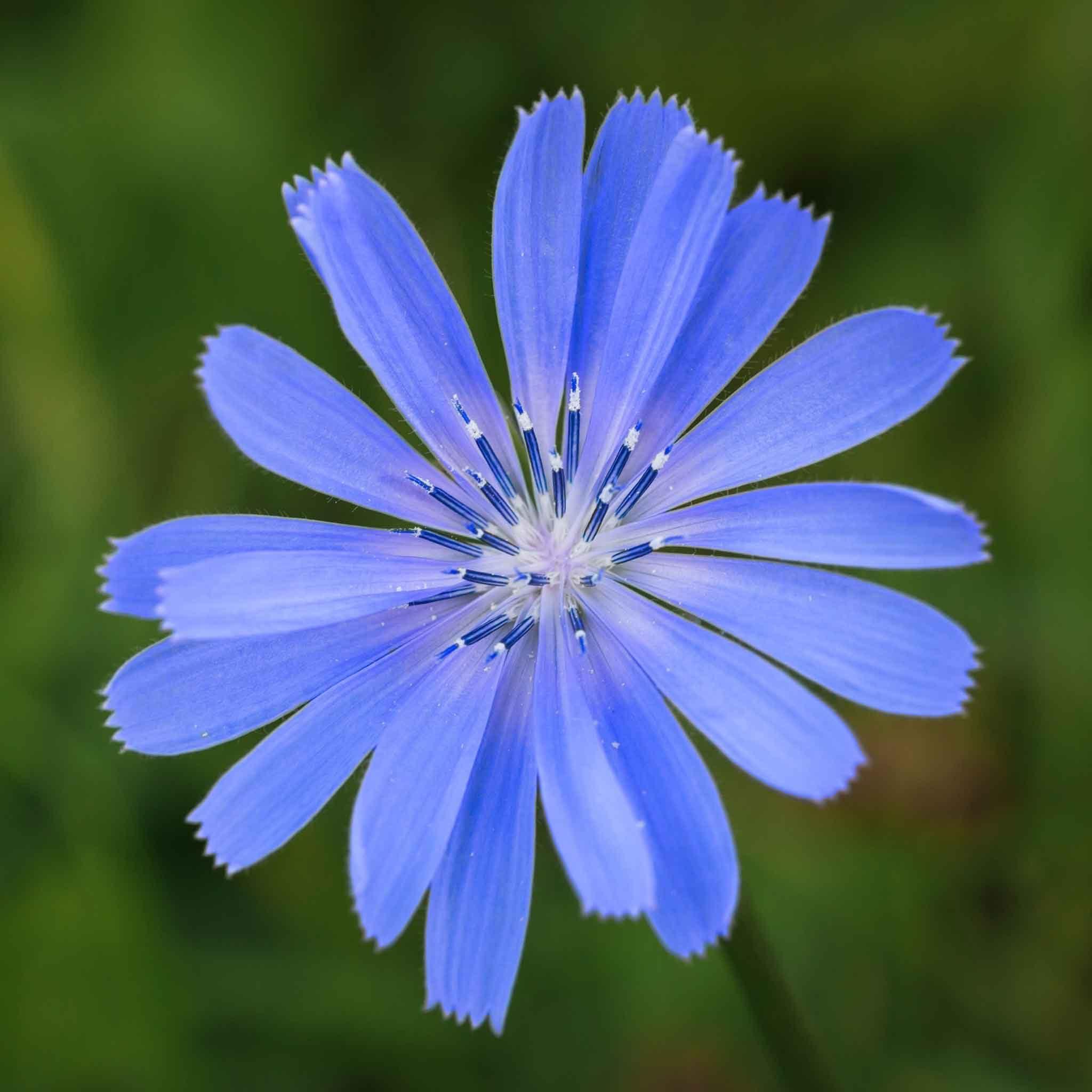Eden Brothers Chicory Seeds - 1 Ounce - Blue Flower Seeds, Open Pollinated Seed Attracts Bees, Attracts Butterflies, Attracts Pollinators, Easy to Grow & Maintain, Culinary