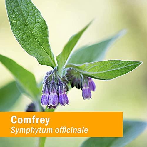 Herb Pharm Herb Pharm Certified Organic Comfrey Liquid Extract - 1 Ounce (DCOMF0)