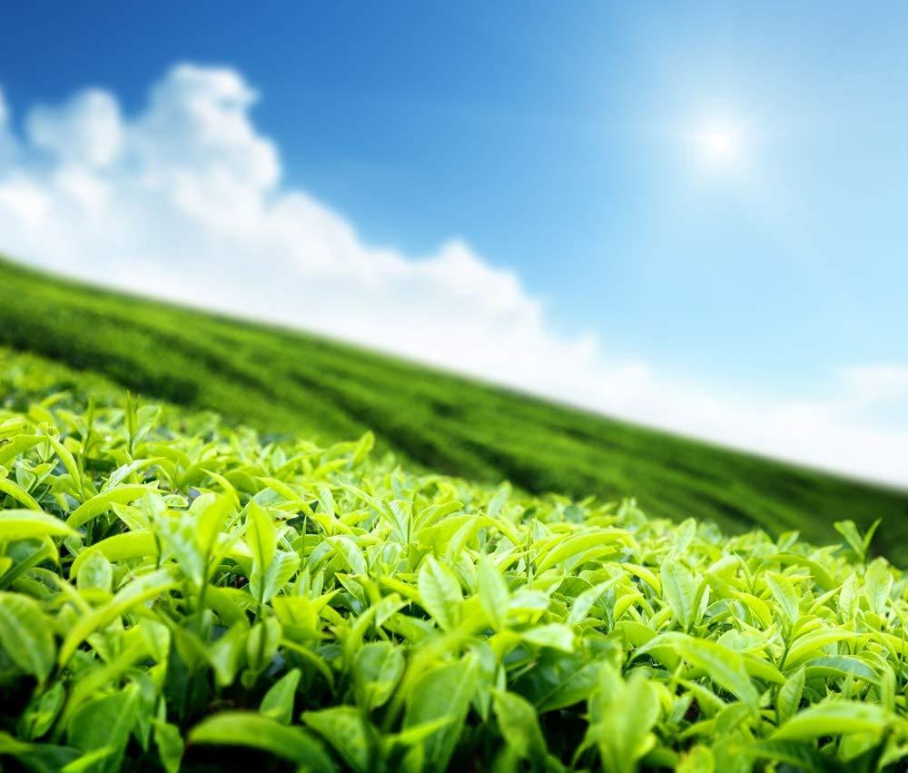 Food to Live Food to Live Organic Matcha Green Tea Powder, 8 Ounces Non-GMO, Kosher, Authentic Japanese Origin - Exclusive Gourmet Grade, Vegan, for Tea, Smoothies, Lattes, Desserts, Baking, Sirtfood, Bulk