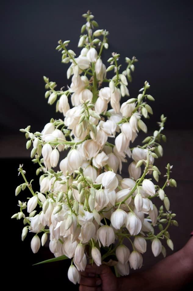 Generic FLOR DE IZOTE DE EL SALVADOR RICA EN FIBRA 32 ONZAS