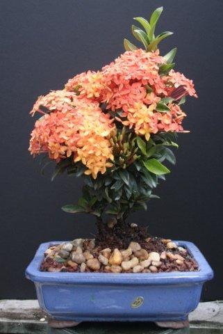 Artist Unknown Large Ixora Petite Orange Bonsai Tree by Sheryls Shop