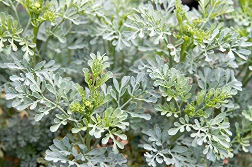 Health Embassy Rue Herb (Ruta graveolens) - Health Embassy - 100% Natural (100g)