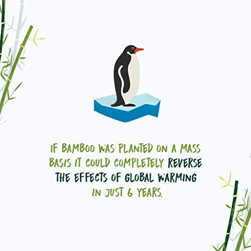 NooTrees NooTrees Bamboo Toilet Tissue, Tree Free, Biodegradable, Sustainable, Renewable and FSC Certified 3-ply Toilet Paper, 220 Sheets, 12 Rolls, Pack of 1