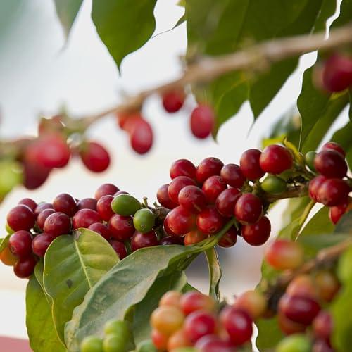 R Dalton R. Dalton Coffee Supremo Estate Blend Whole Bean Coffee - Medium Roast - Flora And Citric Fruit Notes - All Brewing Methods - Premium Quality From Antigua Guatemala 100% Arabica - 12 oz