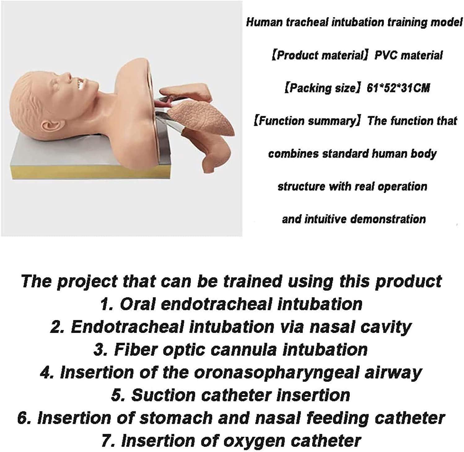CHROX CHROX PVC Adult Intubation Manikin Teaching Model, Airway Management Trainer Tracheal Intubation Training Simulator Model, Science Lab Education