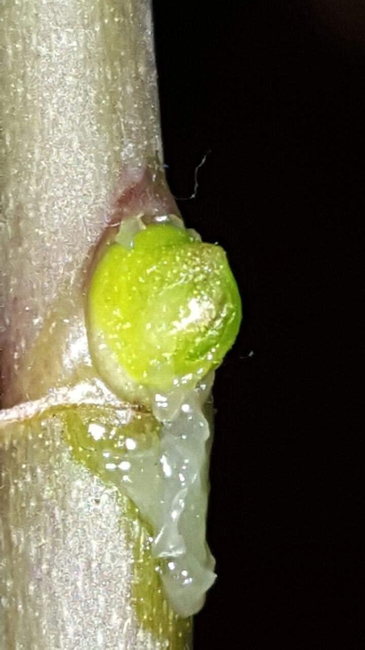 SMEREKA ELIT Orchid CLON+ Cytokinin Keiki Cloning Paste for Burgeon Awakening - Bloom Booster with Vitamins B1 and B6 (10 ml)