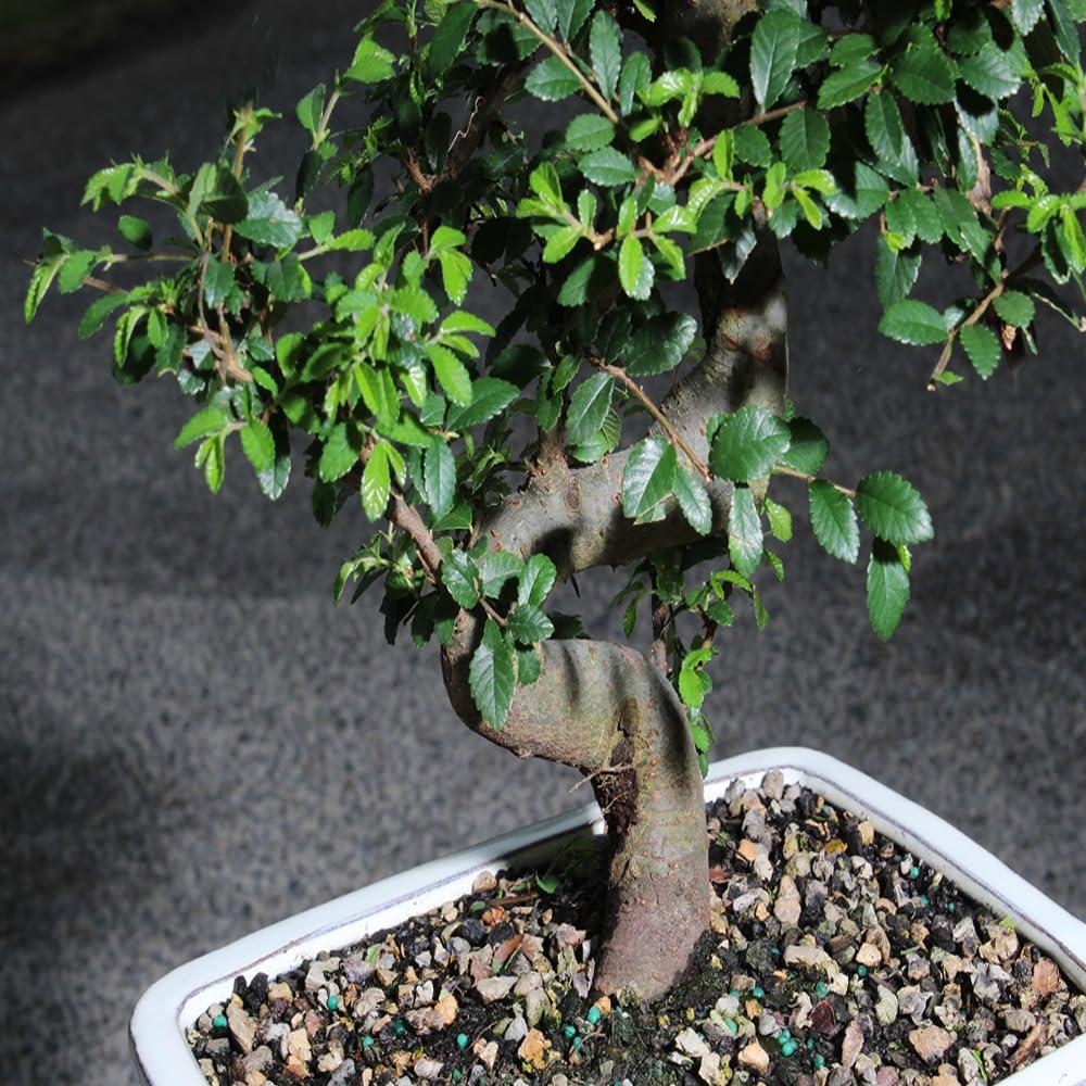 Brussel's Bonsai Brussel\'s Live Chinese Elm Outdoor Bonsai Tree - 15 Years Old; 14\" to 18\" Tall with Decorative Container