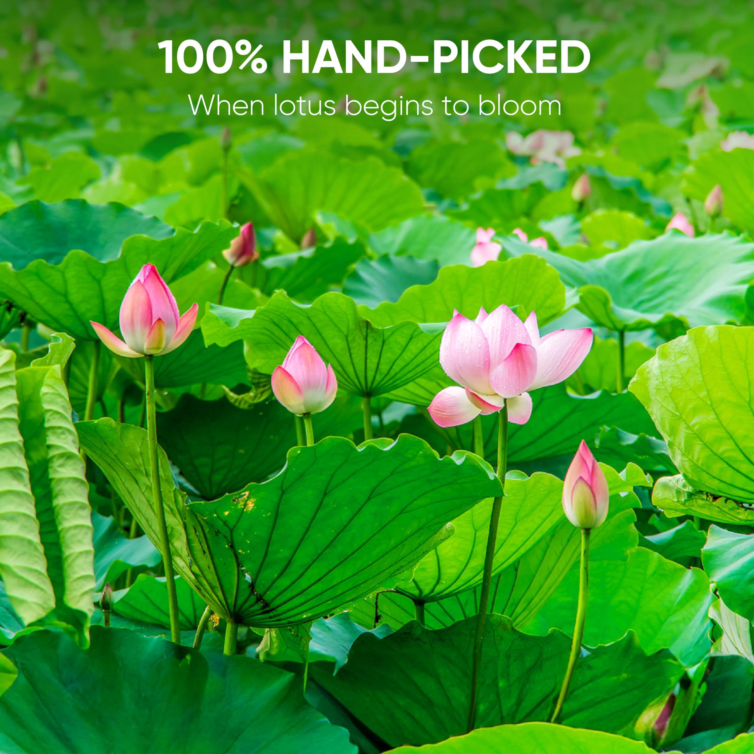 NMPT NMPT Dried Lotus Leaf Tea, 100% Hand Pick, Organic Herbal Tea, 50 Tea Bags, Gluten Free, Dairy Free, Sugar Free & 100% Natural, Energy Boost & Health Support