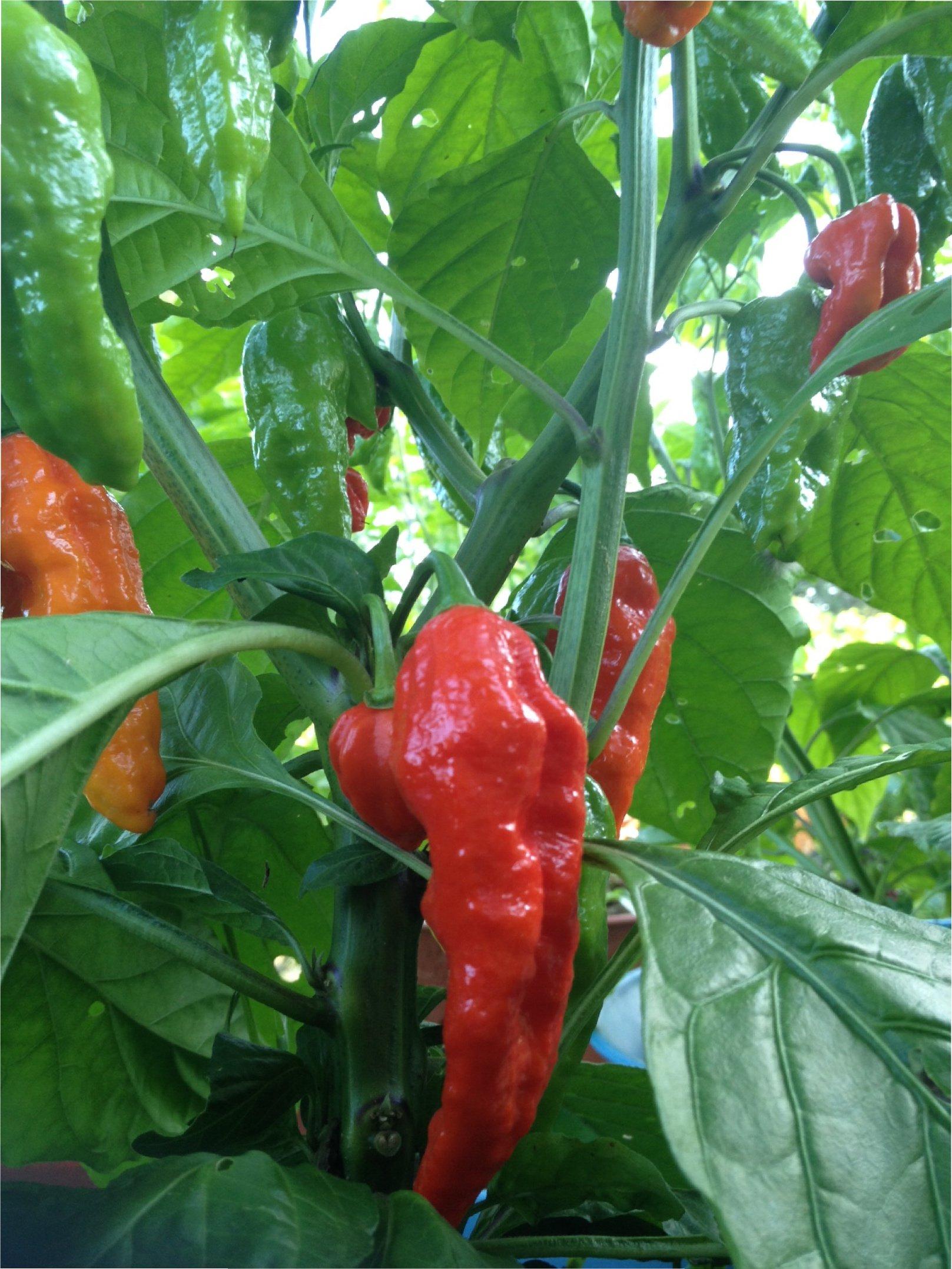 Wicked Tickle 5 Whole Ghost Pepper Dried Intact Seed Pods +2 Free Super Hot Wicked Tickle