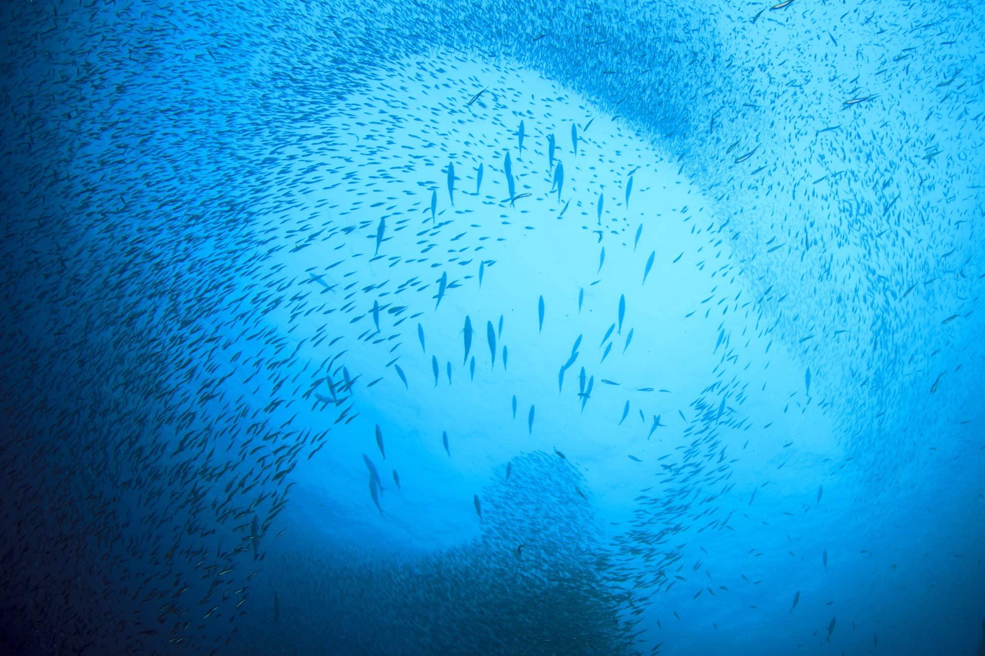 SEASON Season Anchovies in Olive Oil – Flat Anchovy Fillets, Wild Caught Fish, Keto Snacks, Canned Anchovies, Rich in B Vitamins, Low in Mercury, Kosher, Non-GMO, 600mg of Omega-3 – 4.2 Oz Glass Jar, 6-Pack