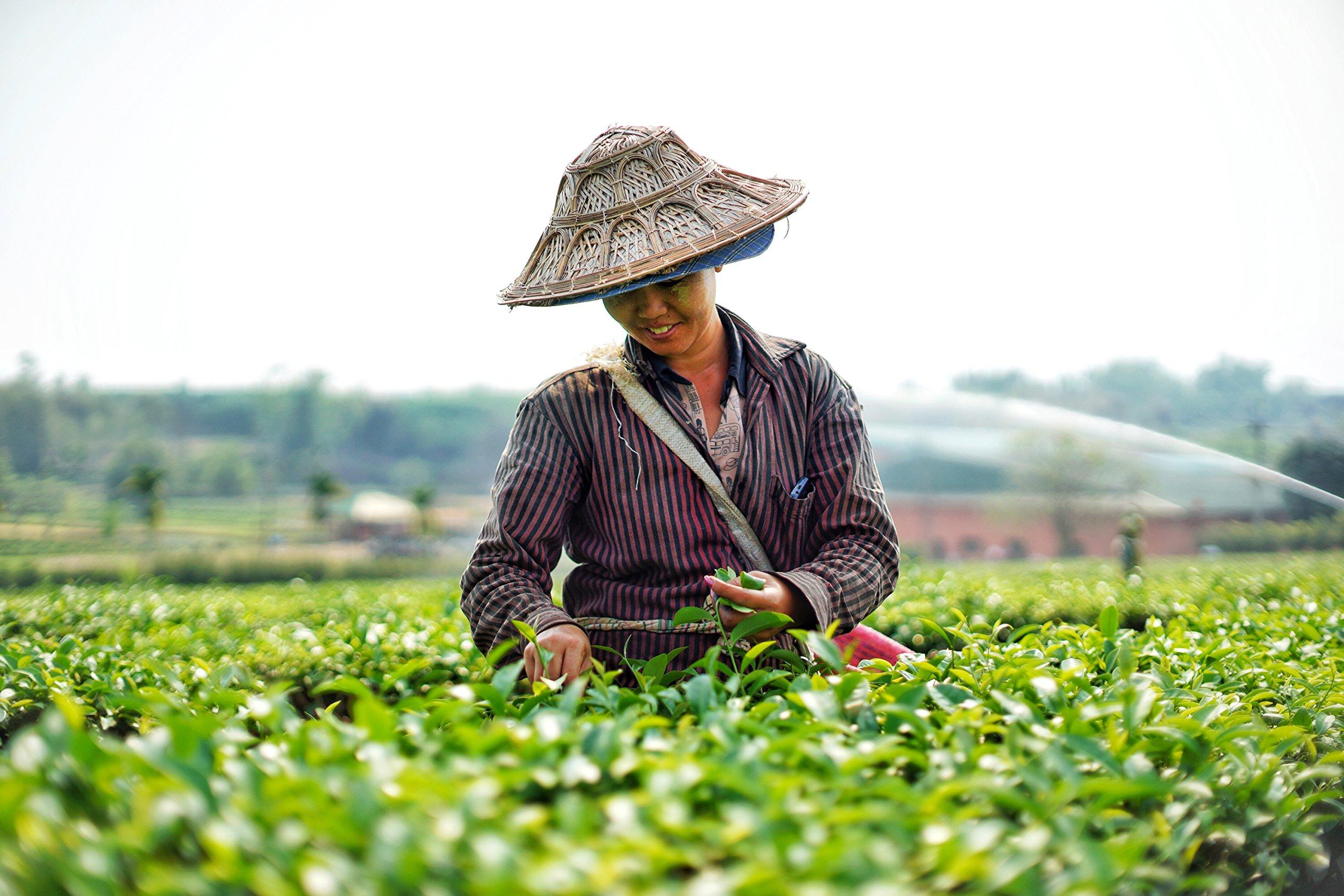 Yim Tea Co. Yim Tea Co. - Thai Tea - 100% Natural Loose Leaf Tea Mix - Made with Assam Black Tea - Makes Iced Tea and Boba Tea - By Yim Tea Co. (200g)