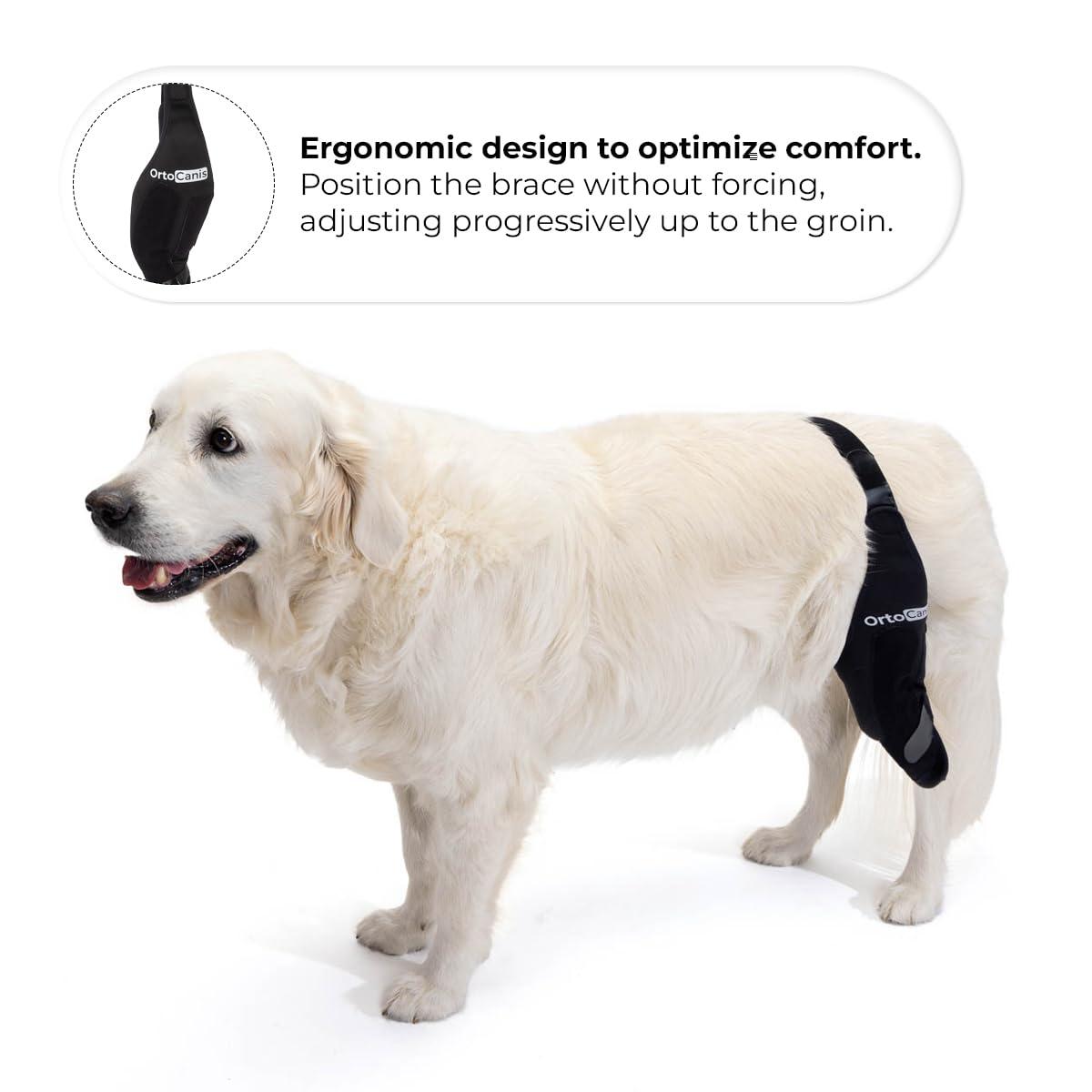 Ortocanis Ortocanis Dog Knee Brace for Torn Acl Hind Leg, Ligament Rupture and Patella Luxation - Dog Acl Knee Brace - Dog Braces for Back Leg for Support - Dog Back Leg Support Brace (Size XL, Left Leg)
