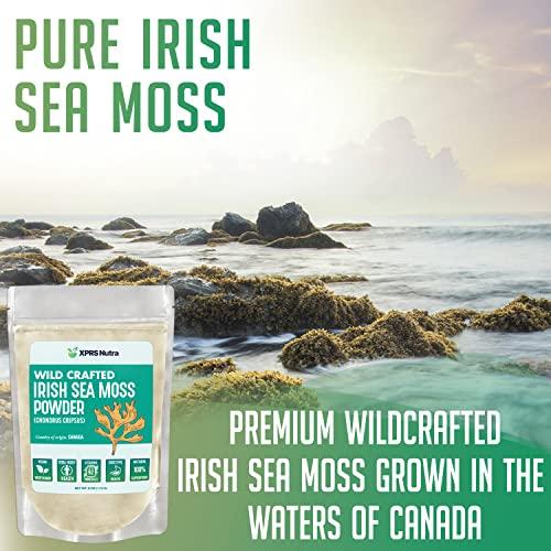 XPRS Nutra XPRS Nutra Irish Sea Moss Powder (Chondracanthus Chamissoi) - Premium Wildcrafted Seamoss Powder for Glowing Skin - Total Body Health Sea Moss Drink Powder - Vegan Friendly Irish Moss Powder (4 oz)