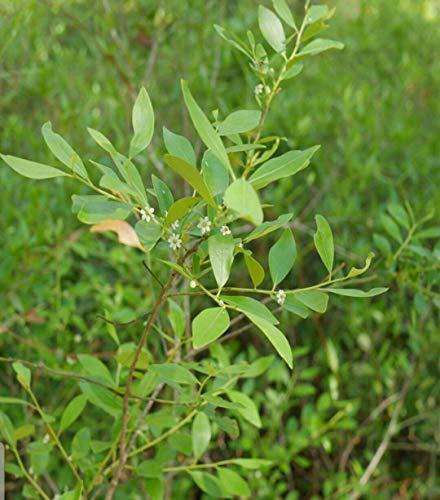 Pure Southern Honey 1 Gallon 100% Raw & Unfiltered Gallberry Honey - American Made by Pure Southern Honey