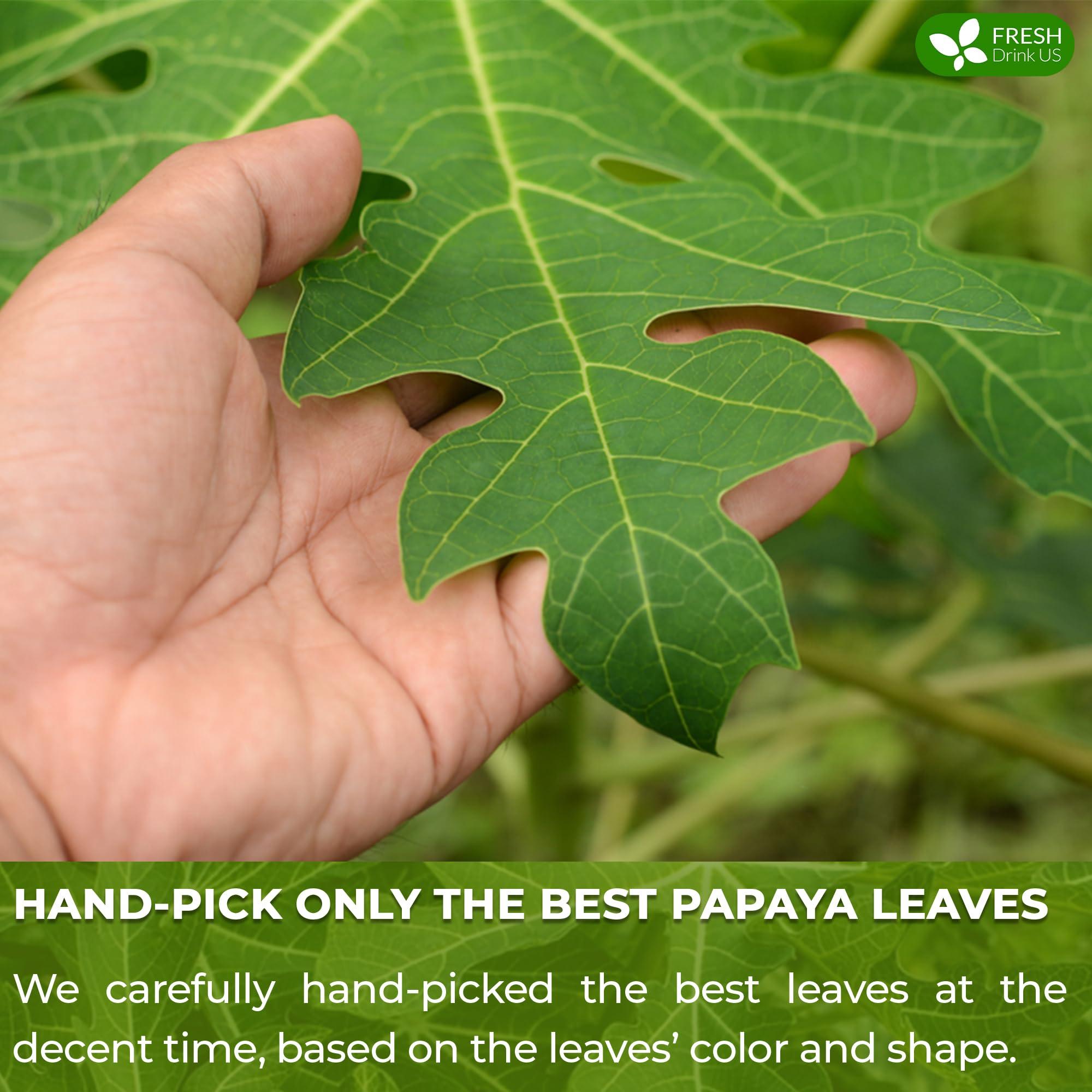 FRESHDRINKUS FreshDrinkUS, Premium 40 Papaya Leaf Tea Bags, 100% Natural & Pure from Papaya Leaves. Loose Leaf Papaya Herbal Tea. Made with Natural Material Tea Bags. No Sugar, No Caffeine, No Gluten, Vegan.