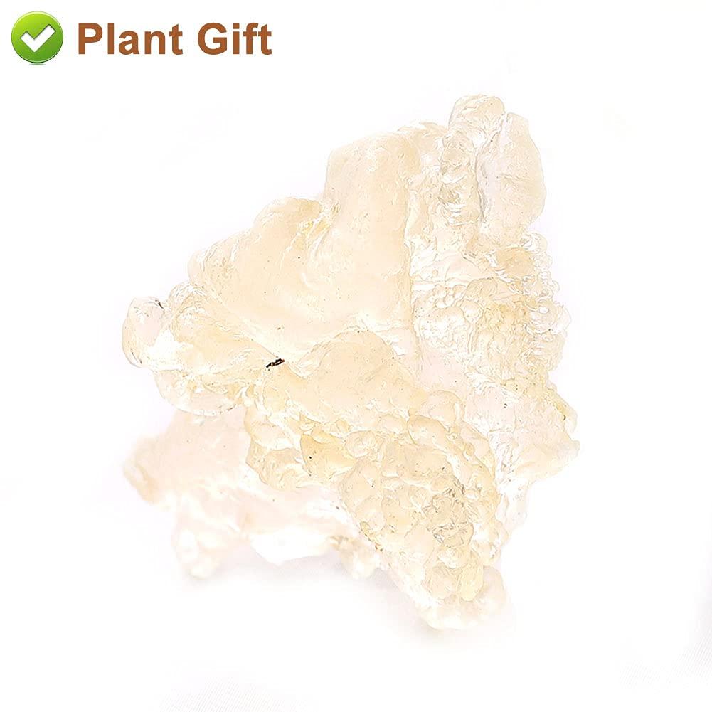 Plant Gift Plant Gift Wild Edible Gum,Tragacanth Gum ?? Snow Swallow xueyan No Colors, NON-GMO 150g / 5.29oz