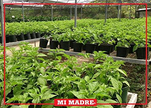 Mi Madre Mi Madre Guava Hot Sauce, Handcrafted in Puerto Rico, 100 Percent Natural, 5 Ounce (Pack of 1)