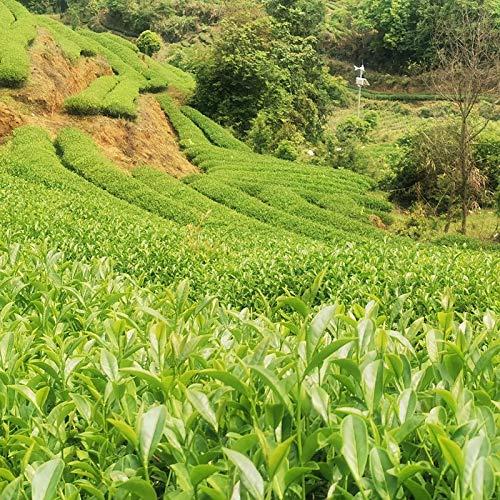 Da Hong Pao Walden Dahongpao, Da Hong Pao Tea, Dahongpao Black Tea, Red Robe Tea, Rock Tea, Oolong Tea, Oolong Loose Tea, AAA Grade, , , ,