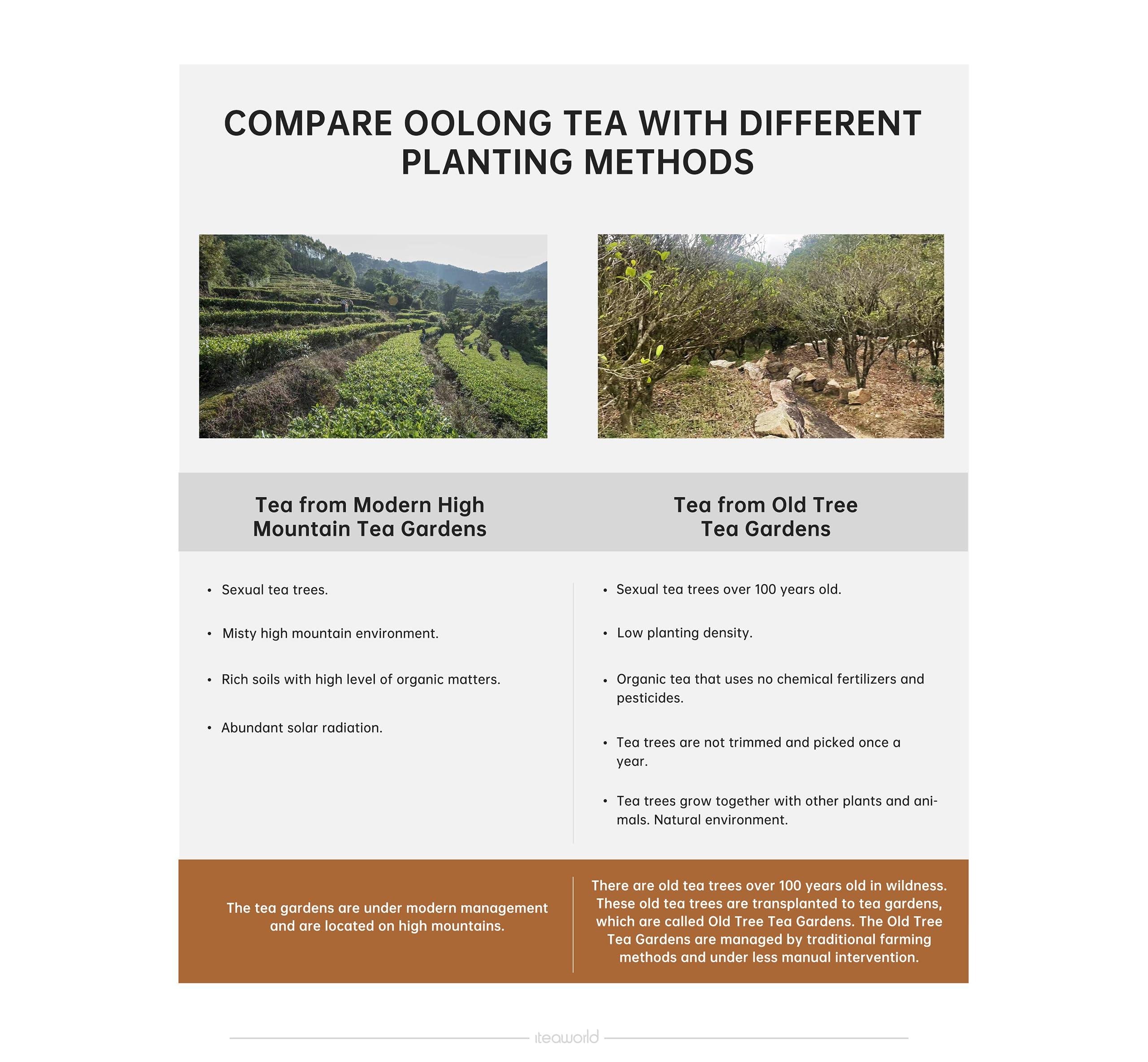 ITEAWORLD iTeaworld Oolong Tea Set 4 Flavors, Oolong Tea Sampler Loose Leaf, Flowery Aroma, No Sweetener, High to Low Caffeine, Up to 112 Cups, Whole Leaf