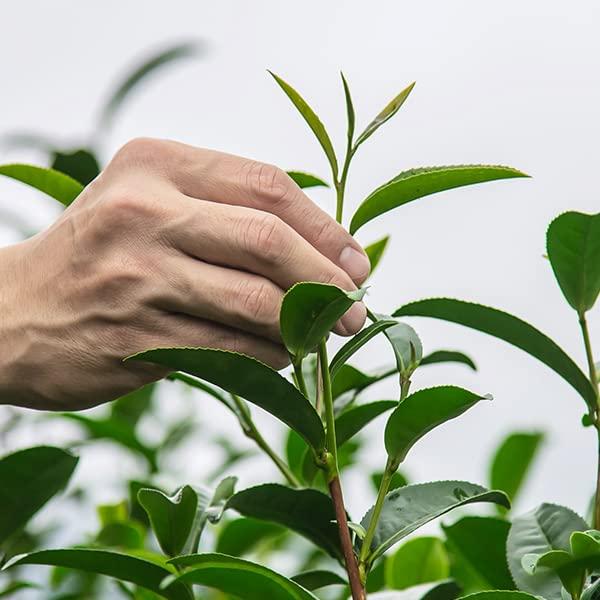 HH Herb & Health HH Herb & Health Feminine Wash, pH Balanced, Removes Odor, Natural Essential Oil Scents - Rose (Cooling Sensation)