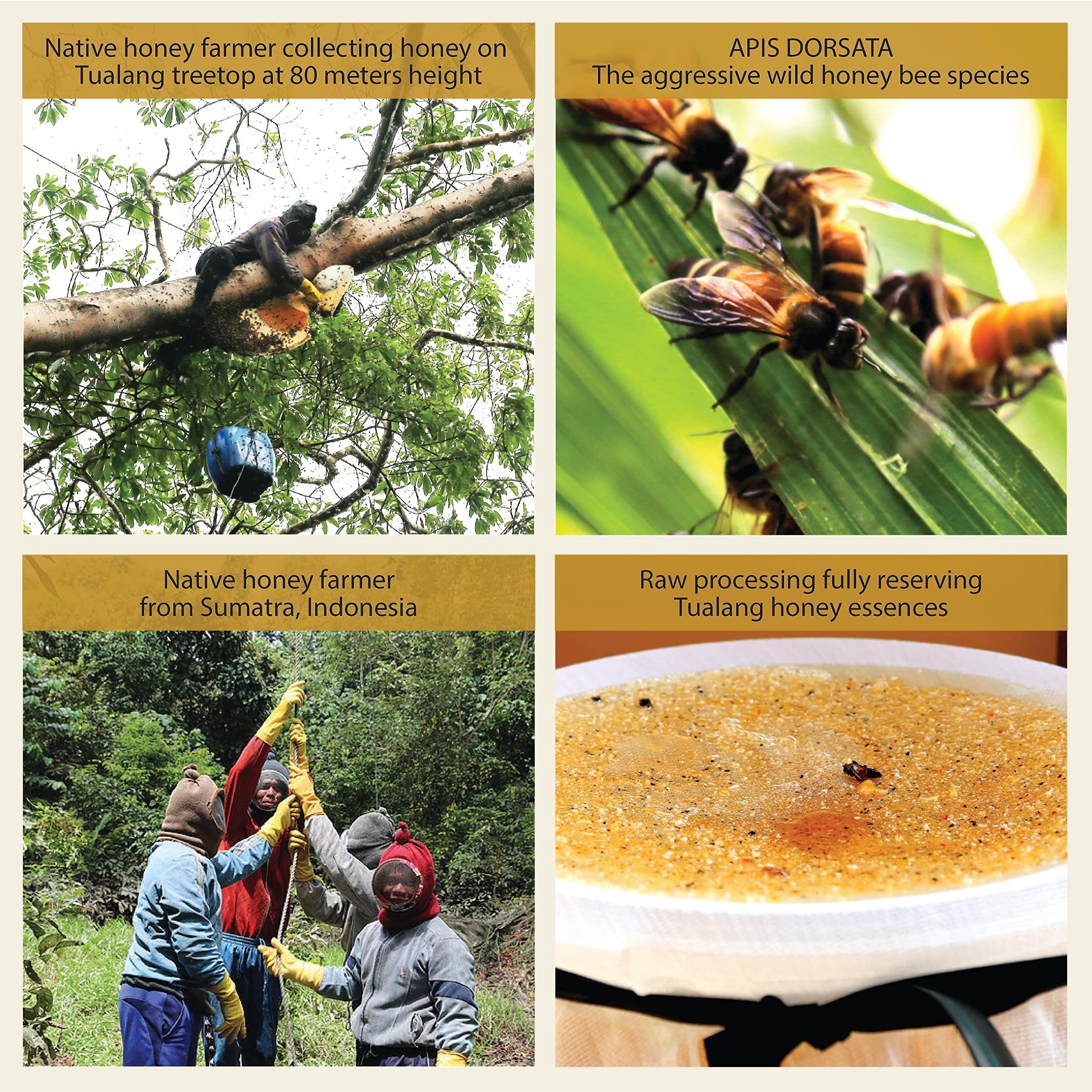 Health Harvest [GIFT CHOICE] Tualang Honey 8.8oz x 2 Jars (Black & Red Honey) | TA 10+ to 11.5+ | Pollen Count 3.2 M+ to 4.0 M+ | Pollen Variety 100+ | Wild-ripening on 250ft Treetop | Raw, Unpasteurised, Unfiltered