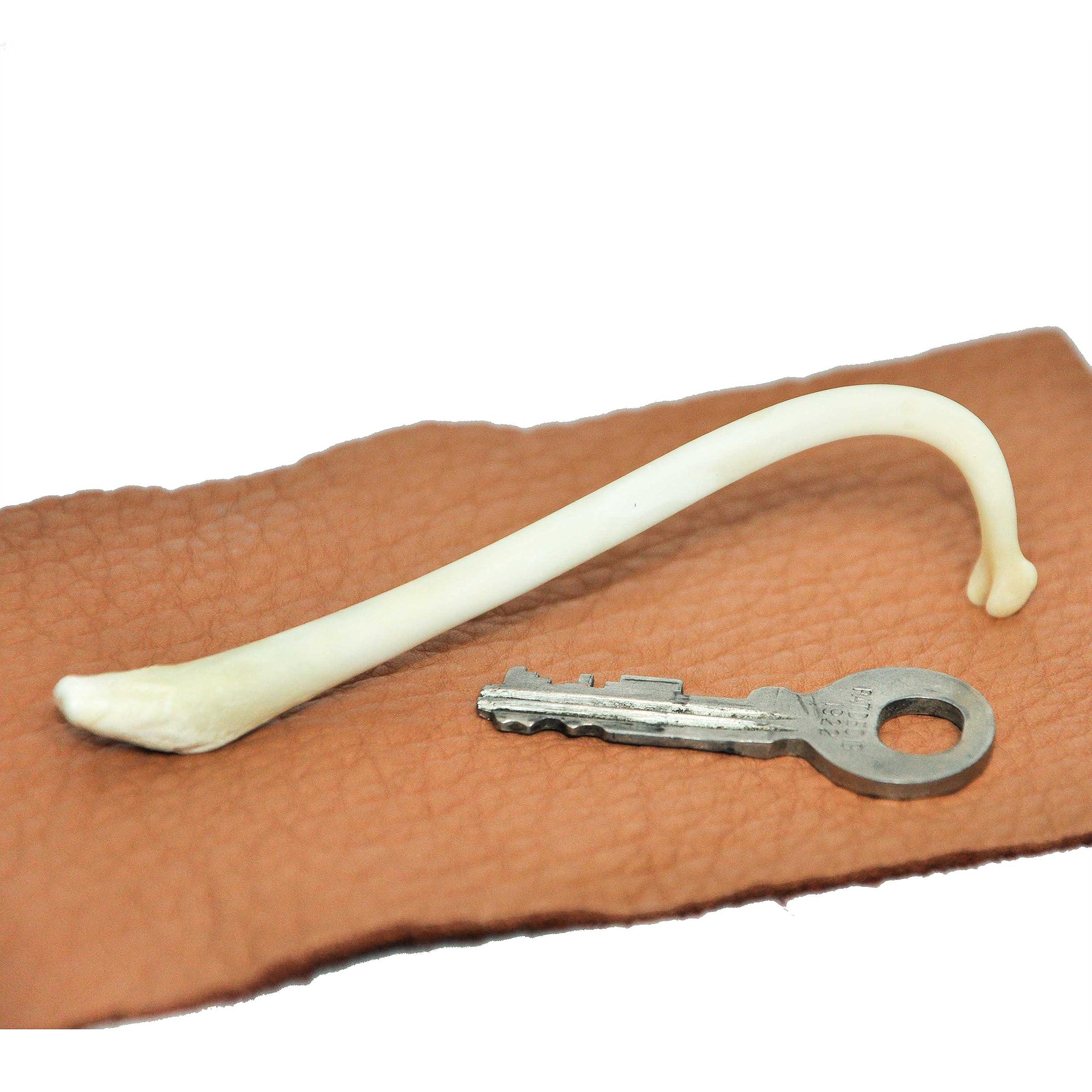 Generic Large Adult Male Raccoon Penile Bone/Baculum (Mountain Man Toothpick)