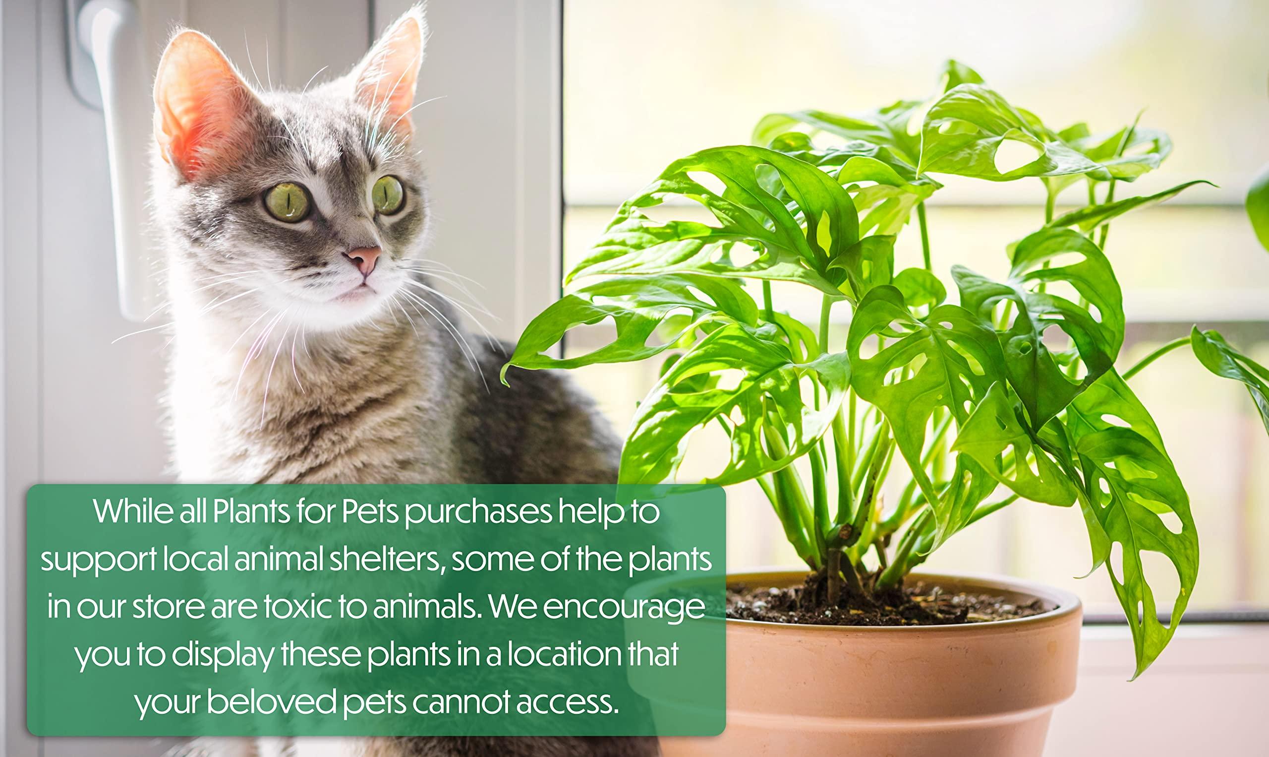 Plants for Pets Golden Pothos Plant Live in Hanging Planter Pot Live by Plants for Pets, 1 Count