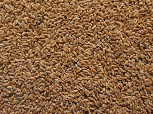 Joseph's Grainery Hard Red Wheat 15 Lbs, Joseph's Grainery Wheat Berries, All Natural, Non-GMO, Kosher Certified