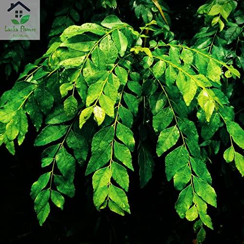 Lanka Flavors Feel Different Dried Curry Leaves 0.7 Oz (20 g) Whole Herbs Leaf for Asian Spices Food Organic Natural Air Dried Kari Patta Aromatic Flavors - Lanka Flavors Feel Different