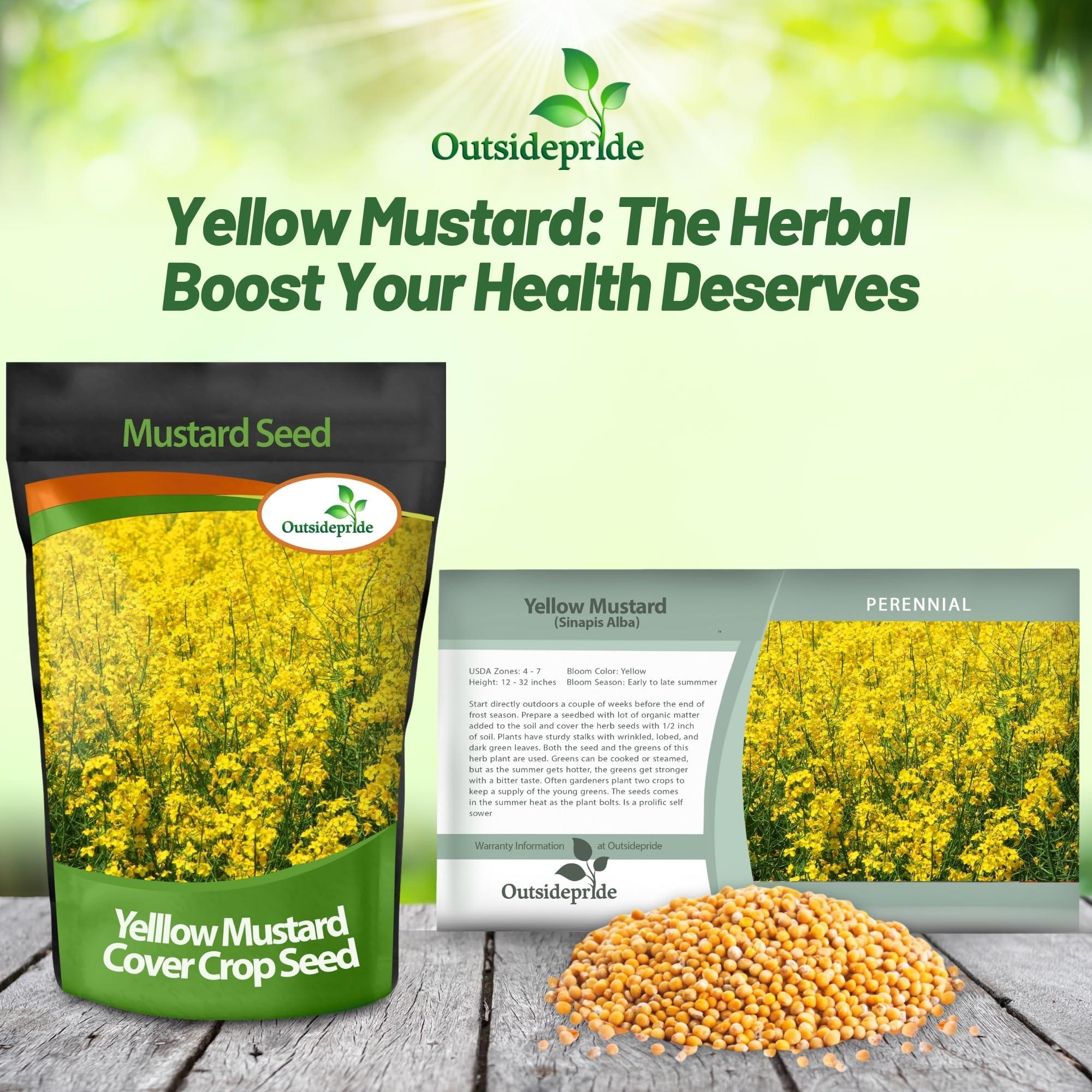 Outsidepride Outsidepride 10000 Seeds Annual Yellow Mustard Herb Garden Seed for Microgreens, Sprouts, & Cooking