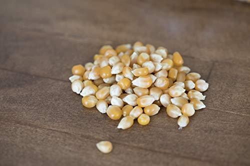 Amish Country Popcorn Amish Country Popcorn | 6 lb Bag | Extra Large Caramel Type Popcorn Kernels | Old Fashioned, Non-GMO and Gluten Free (Extra Large Caramel - 6 lb Bag)