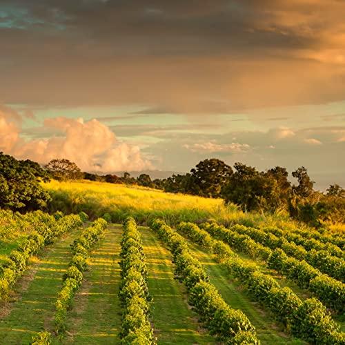 Greenwell Farms Greenwell Farms 100% Hawaiian Kona Coffee - French Roast, Whole Bean, 16oz