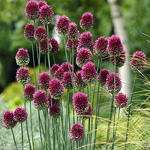 Allium 10 ALLIUM Bulbs~Purple Drumstick~ Ornamental Onion - FALL PLANTING, NOW SHIPPING