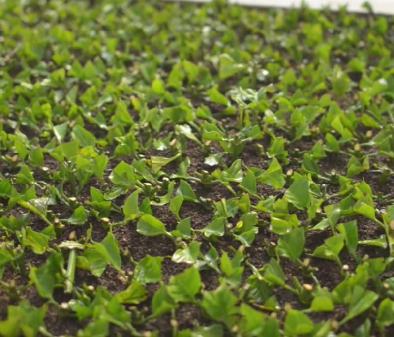 Cafe Crema Cafe Crema Ground Coffee from Puerto Rico, 8 ounce bag (Pack of 1)