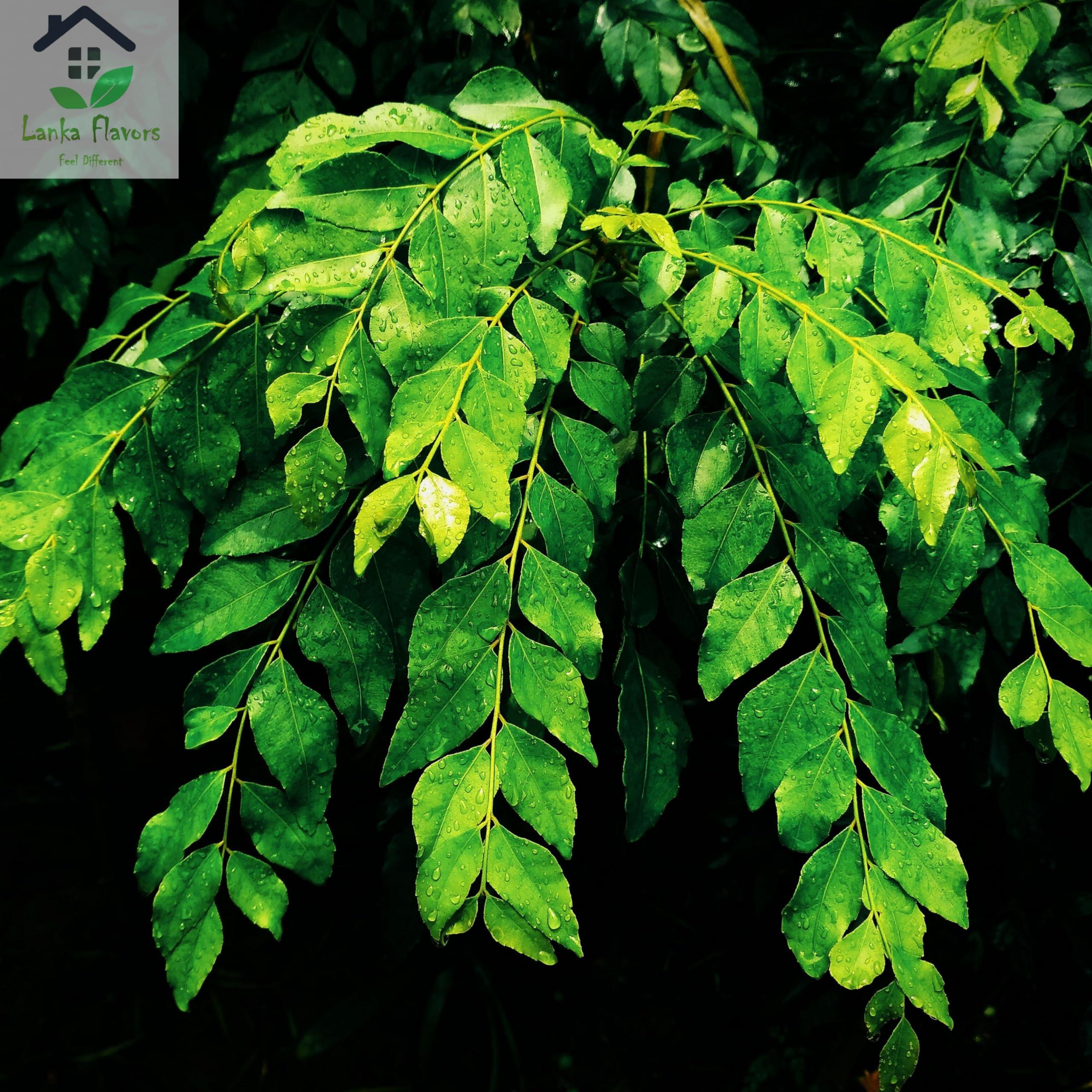 Lanka Flavors Feel Different Dried Curry Leaves 0.7 Oz (20 g) Whole Herbs Leaf for Asian Spices Food Organic Natural Air Dried Kari Patta Aromatic Flavors - Lanka Flavors Feel Different