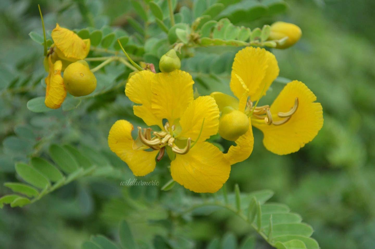 Edible Prints On Cake Ballet dancers dancing - Edible Cupcake Toppers - 1.8" cupcake (20 pieces/sheet)