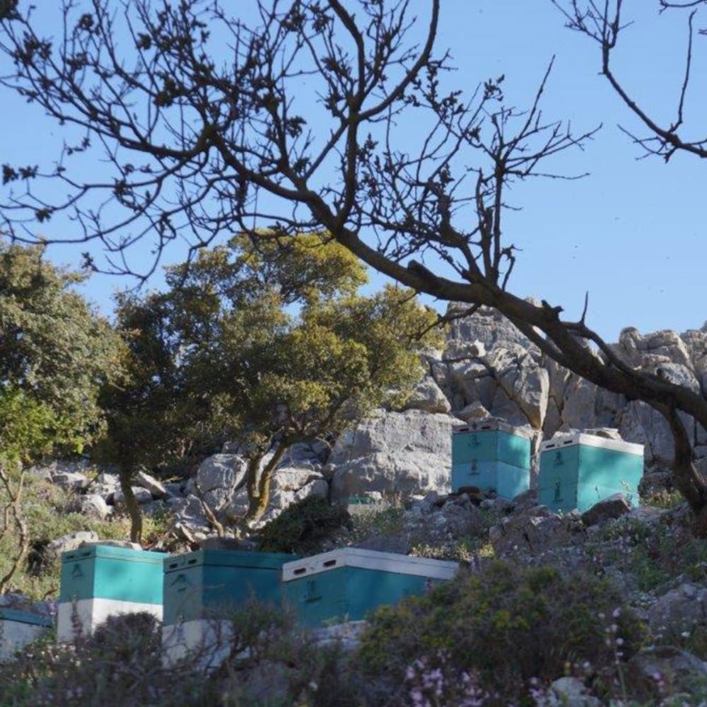 Generic Ikaria Greek Thyme Honey, Raw, Unheated, Unfiltered, and Unpasteurized Greek Honey from Greece with Adaptogenic Properties, No Added Sugar, 250g