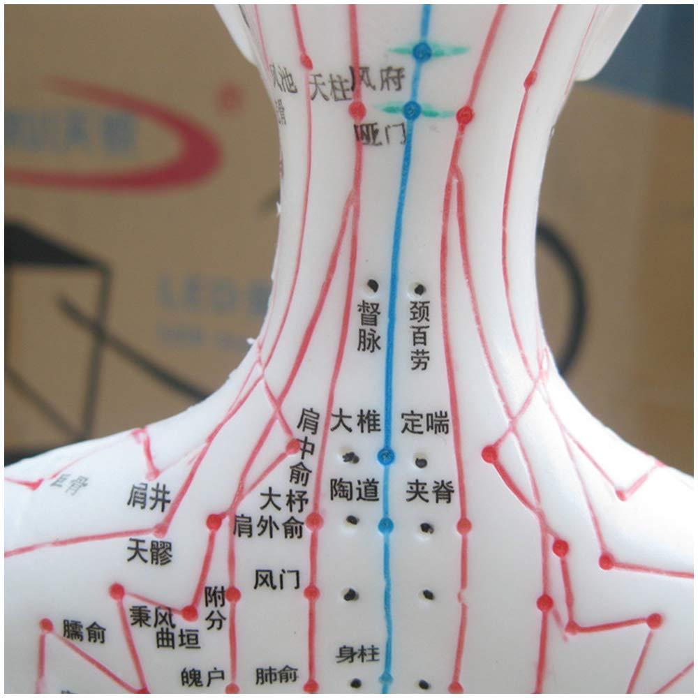 KH66ZKY KH66ZKY Human Acupuncture Point Model Chinese Medicine for Body Massage Twelve Meridians Moxibustion Studying Medical Educational Training Aid,Female