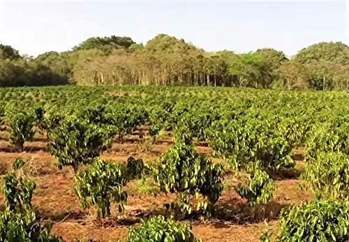 Caf Rico Cafe Rico Ground Coffee Espresso Medium Dark Roast 8.8 Ounce (Pack of 2)