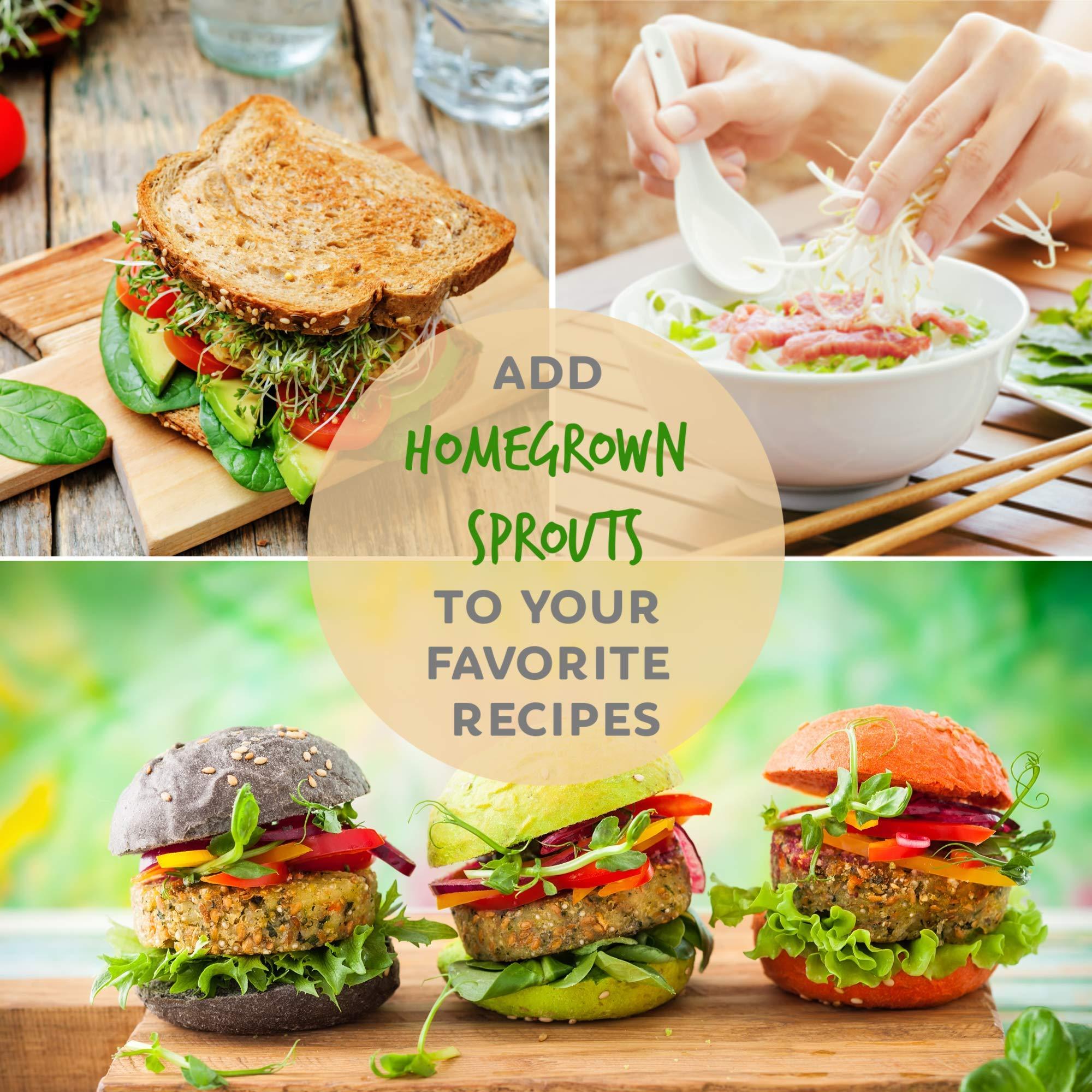 Handy Pantry Organic Broccoli Sprouting Seeds by Handy Pantry | 4 oz. Resealable Bag | Non-GMO Broccoli Sprouts Seeds, Contain Sulforaphane