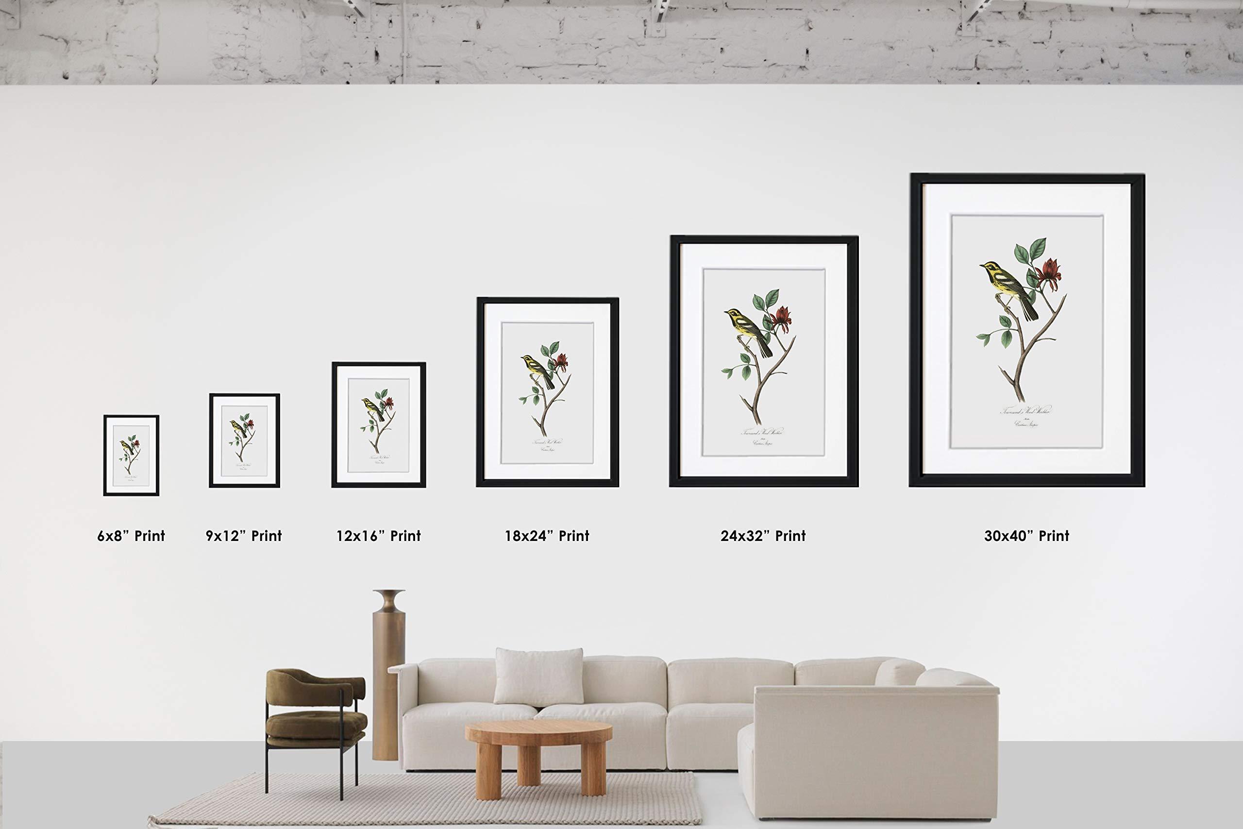 SpecialTea Company Special Tea Golden Monkey Superior Organic Black Tea, Loose Leaf, 3 Ounce