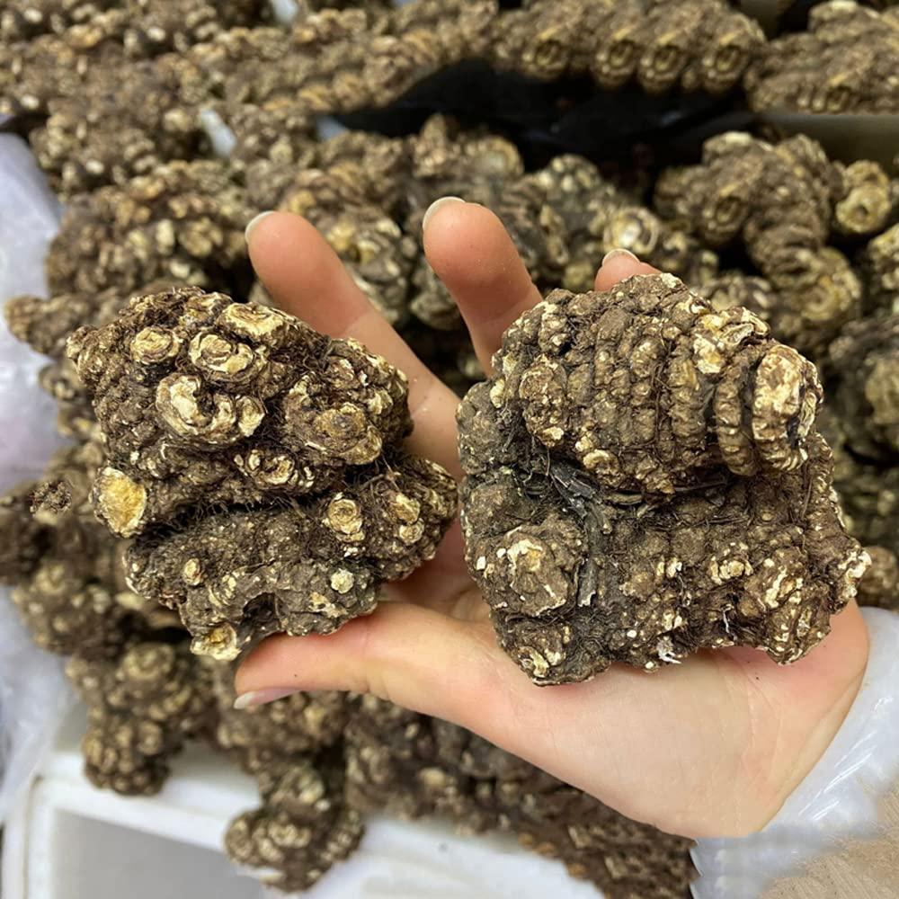 Generic Rhizoma CHUANXIONG Chuanxiong Ligusticum Chuanxiong Hort Traditional Chinese Medicine Chuanqiong Sichuan Dome,chuanxiong Rhizome; Rhizoma Ligustici Wallichi, (250 Grams /0.55 lbs)