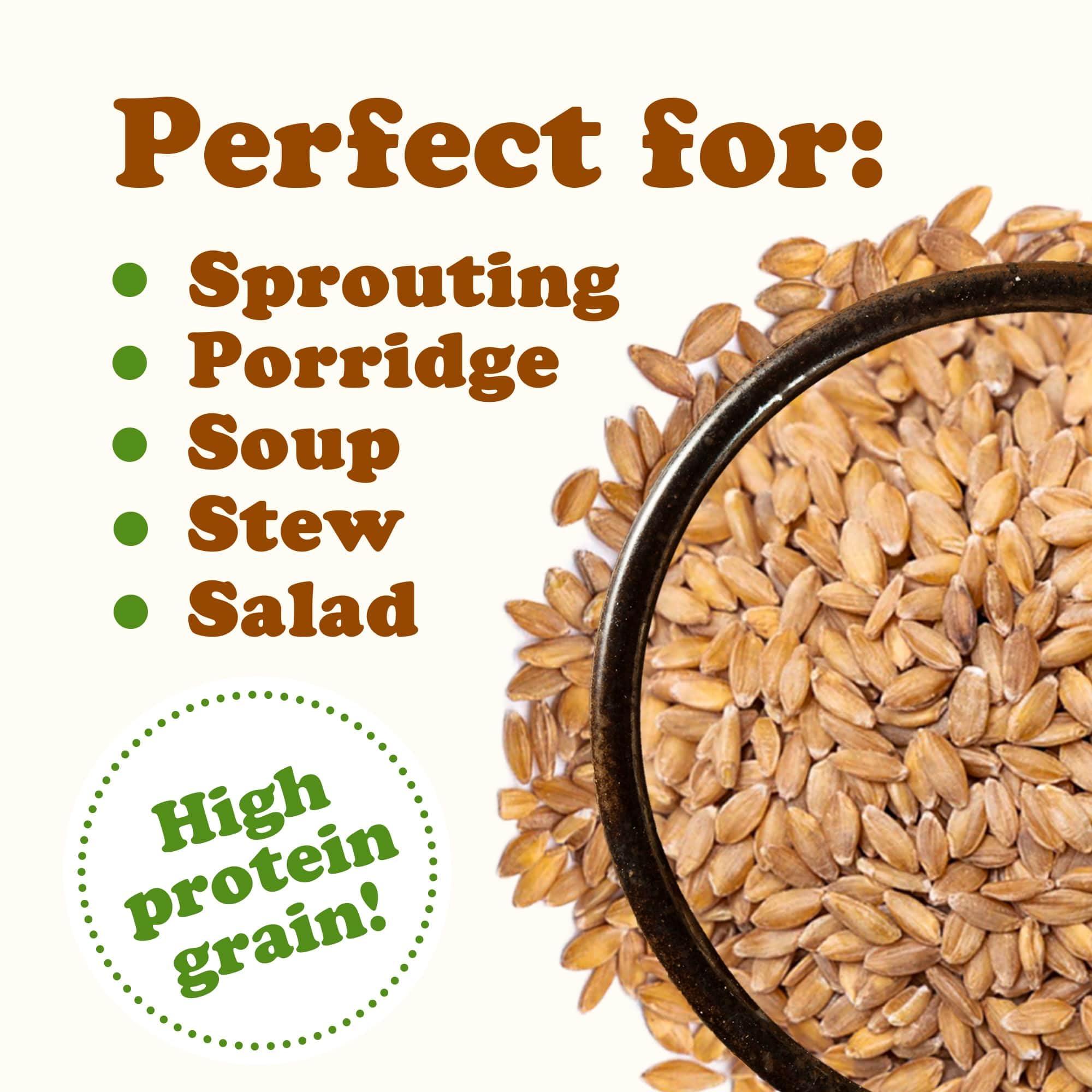 Food to Live Food to Live - Organic Einkorn Wheat Berries, 20 Pounds Non-GMO, Good Source of Protein, Fiber, and Vitamins. Low-glycemic Index. Kosher