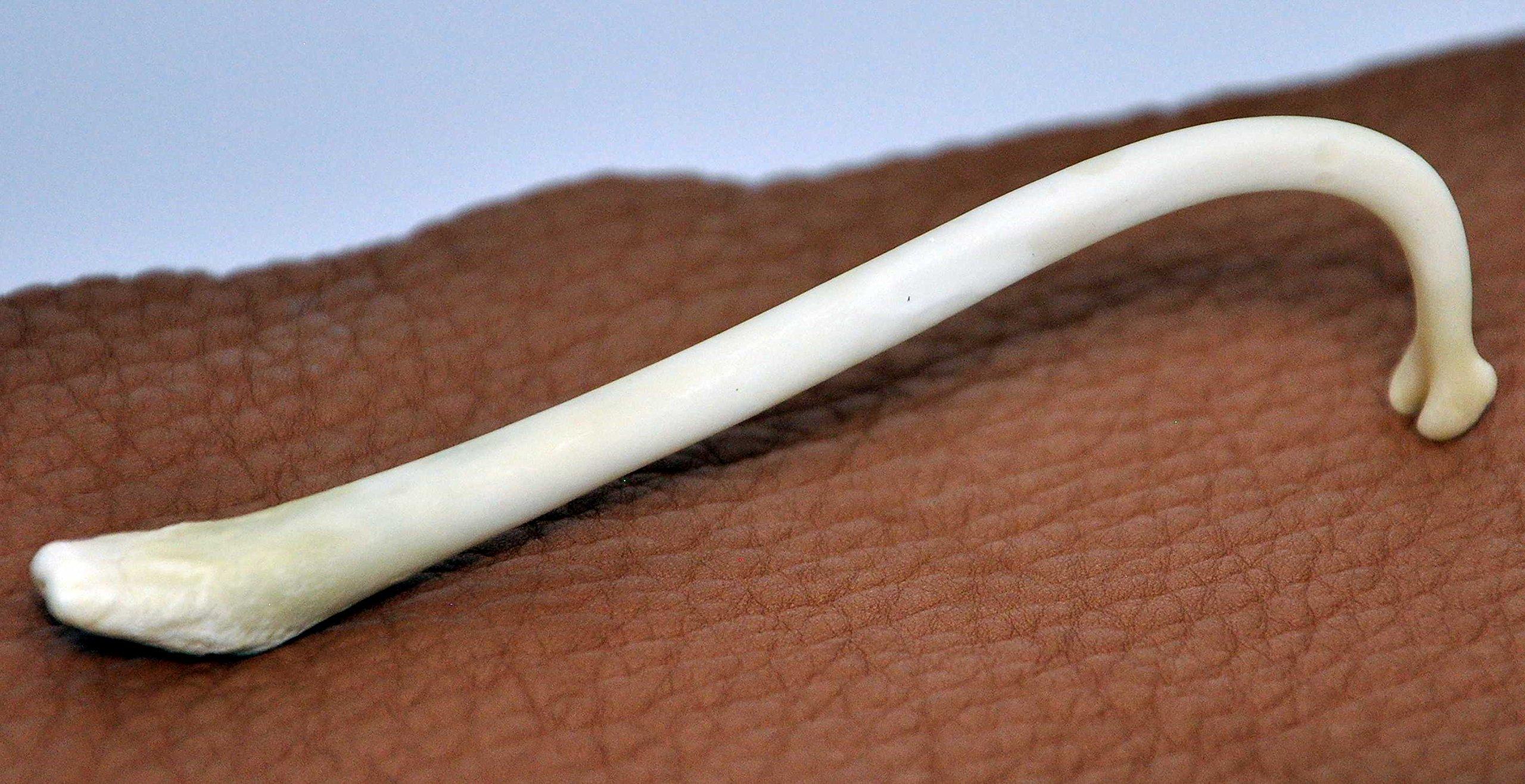 Generic Large Adult Male Raccoon Penile Bone/Baculum (Mountain Man Toothpick)