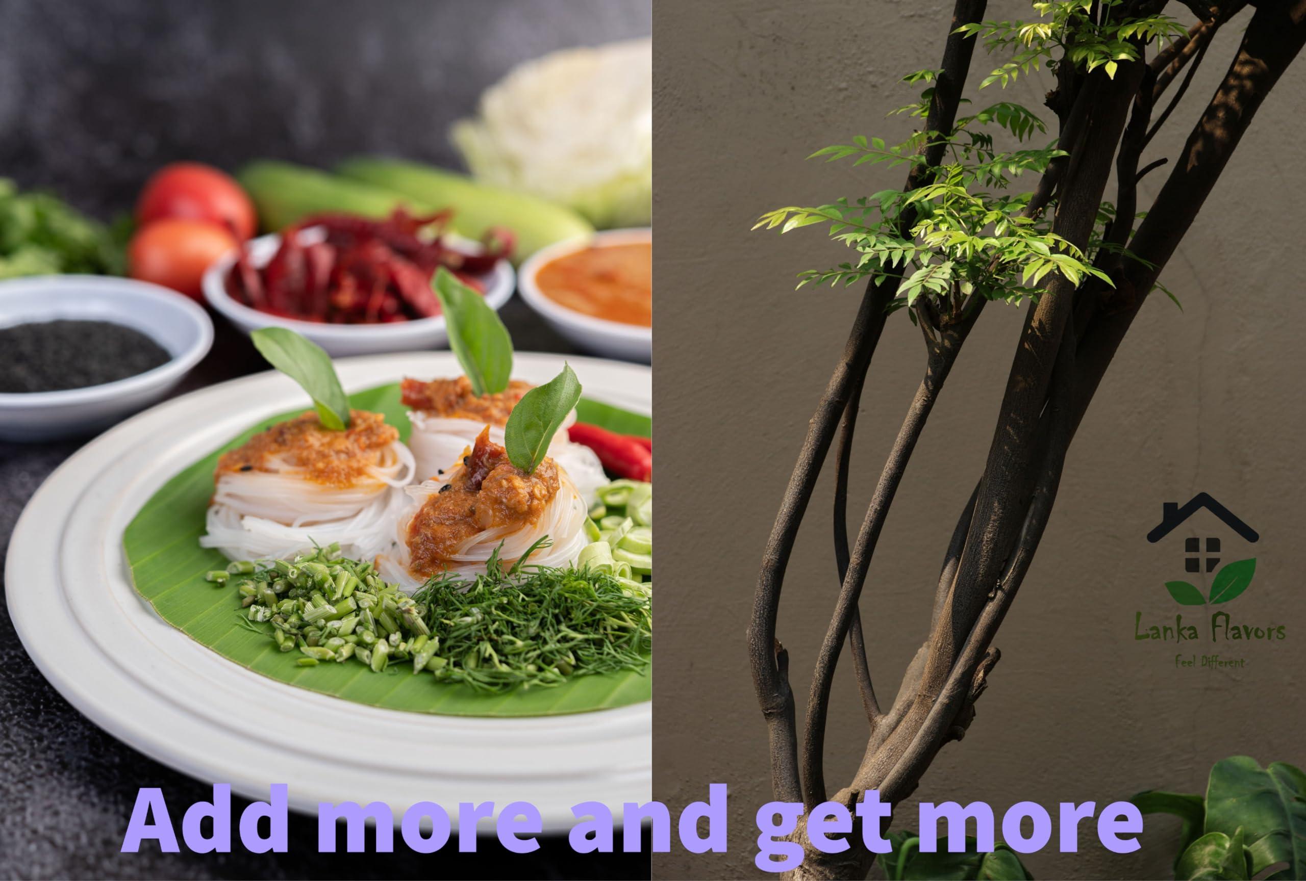 Lanka Flavors Feel Different Dried Curry Leaves 0.7 Oz (20 g) Whole Herbs Leaf for Asian Spices Food Organic Natural Air Dried Kari Patta Aromatic Flavors - Lanka Flavors Feel Different