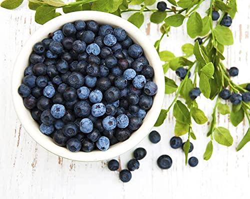 Food to Live Organic Dried Blueberries, 12 Pounds – Non-GMO, Whole Berries, Lightly Sweetened, and Coated with Sunflower Oil, Kosher, Vegan, Unsulfured, Bulk. Rich in Antioxidants. Perfect for Snacking, Baking.