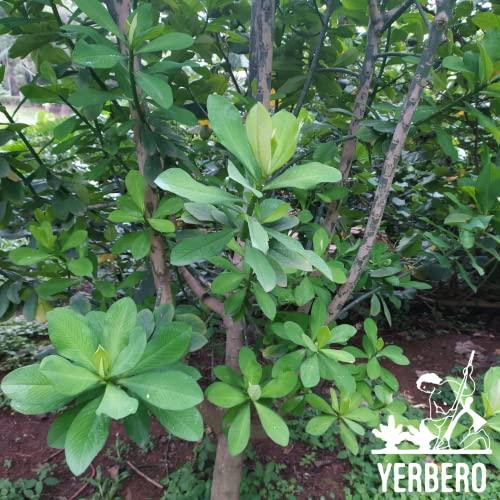 YERBERO Yerbero - Moronel Herbal Tea (.75 oz - 22gr) Planta De la Vida Te Altamente Saludable, Whole Leaf,100% All Natural Delicious| 20+ Servings | From Ensenada Mexico | Premium Wildcrafted Quality.