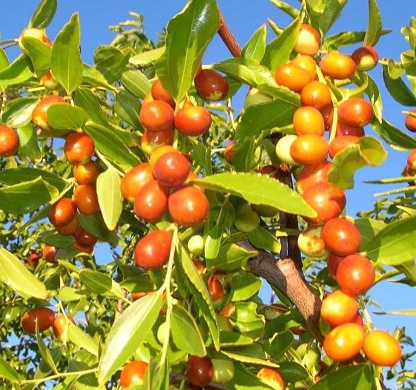 Kettle Brand Kettle Brand Potato Chips Sea Salt & Vinegar Kettle Chips, 13 Oz