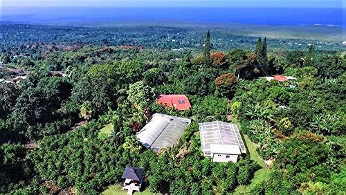 Domain Kona Gourmet Coffee 100% Kona Coffee – Whole Bean, Dark roast, Single estate gourmet coffee, 16 ounces, Ships direct from Domain Kona, farm fresh